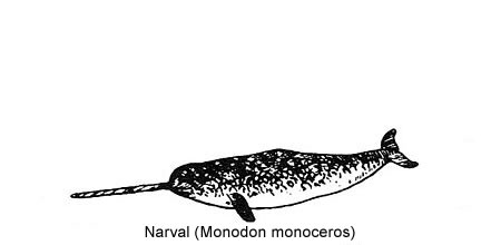Narval (Monodon monoceros)